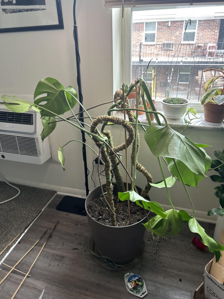 accidentally gave monstera scoliosis accidentally gave monstera scoliosis