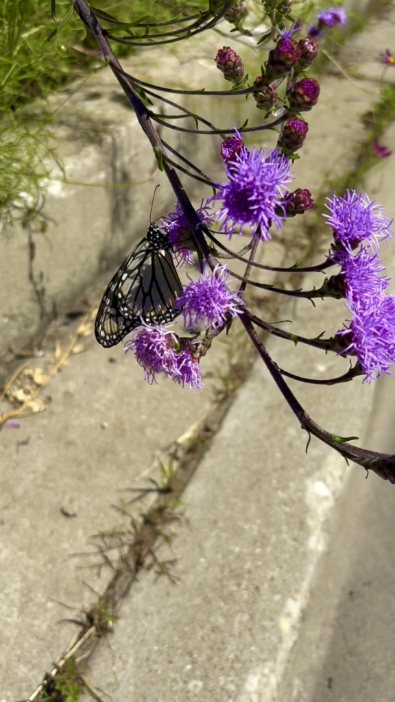 Monarchs loading up on nectar from Liatris ligulistylis before their journey south!