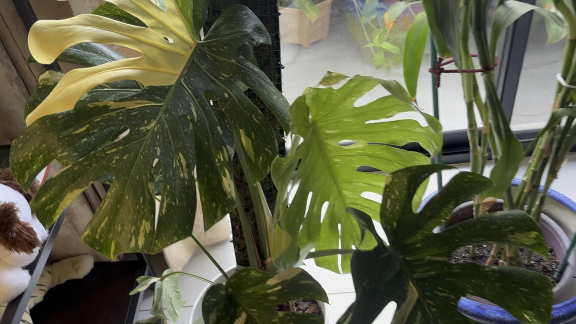 Monstera Thai Constellation