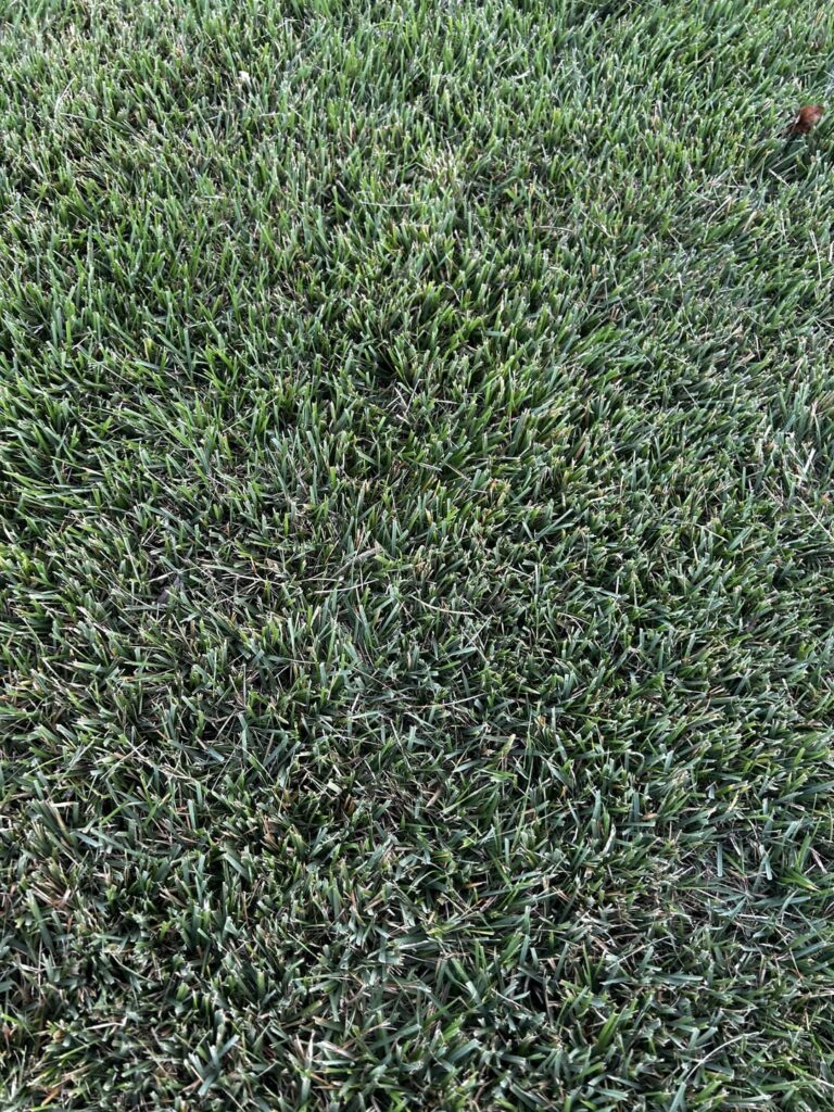 Invasive grass from neighbor, and I love it. What is it?