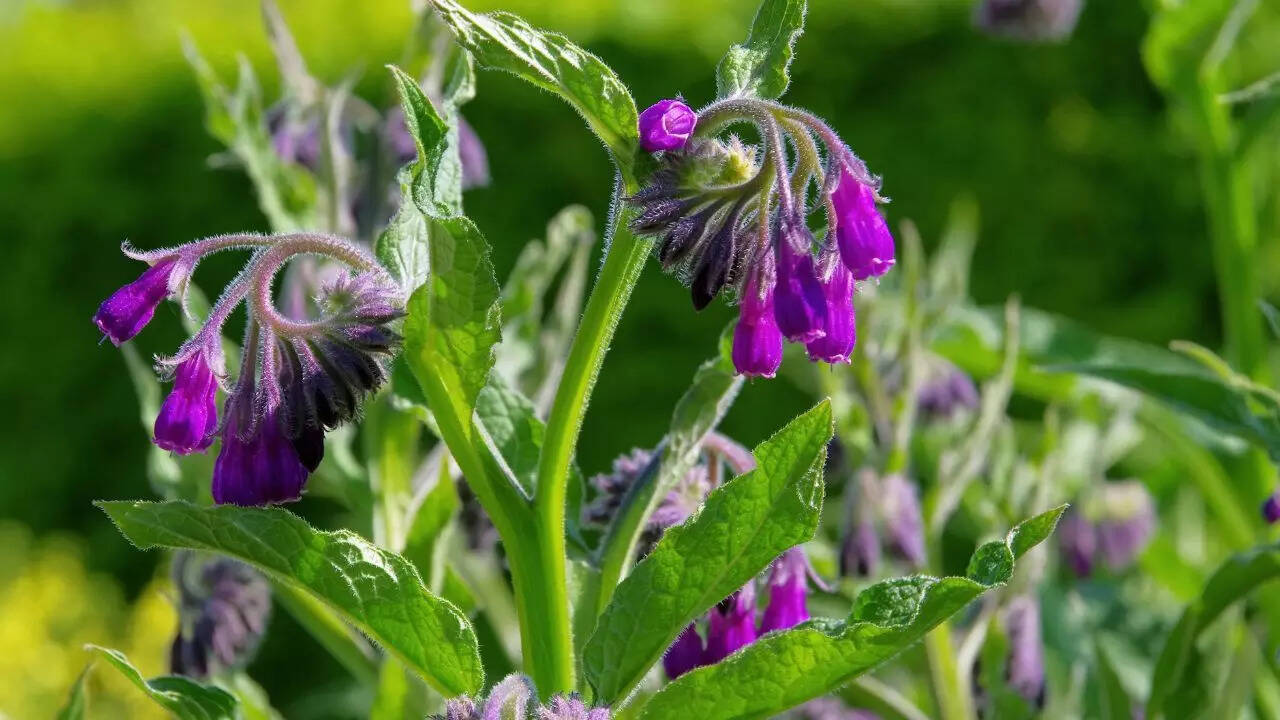 Comfrey