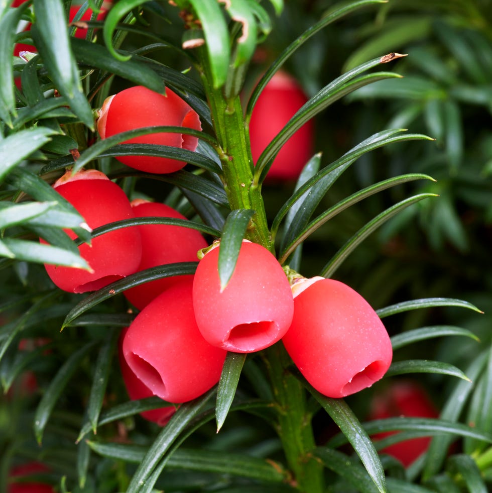 most toxic plants common yew or european yew tree taxus baccata with ripe berries in autumn