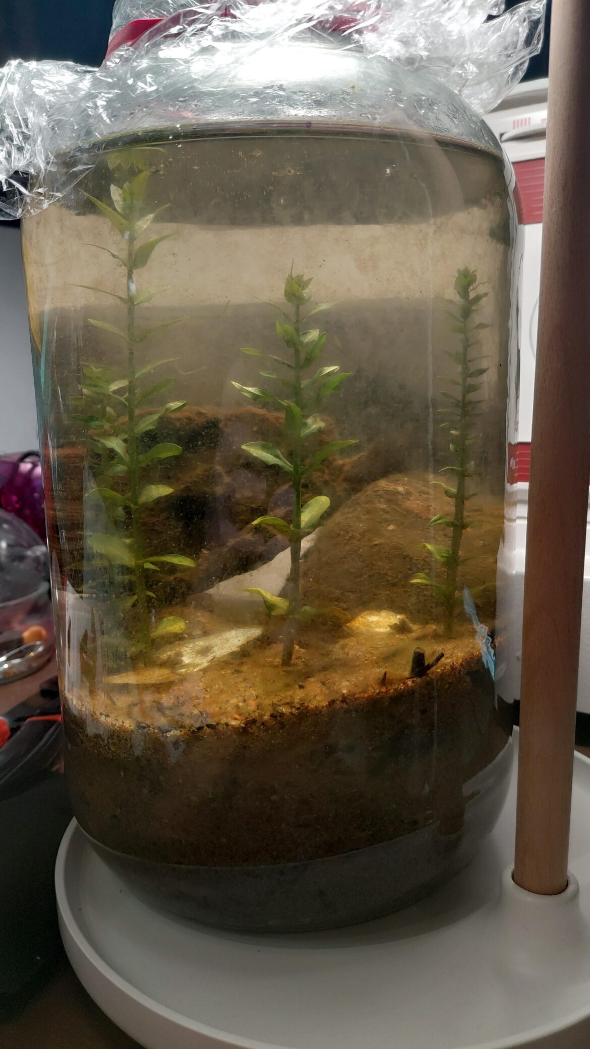 My 2 months old spehere My 2 months old spehere