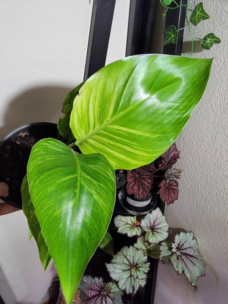 Variegated Bird of Paradise