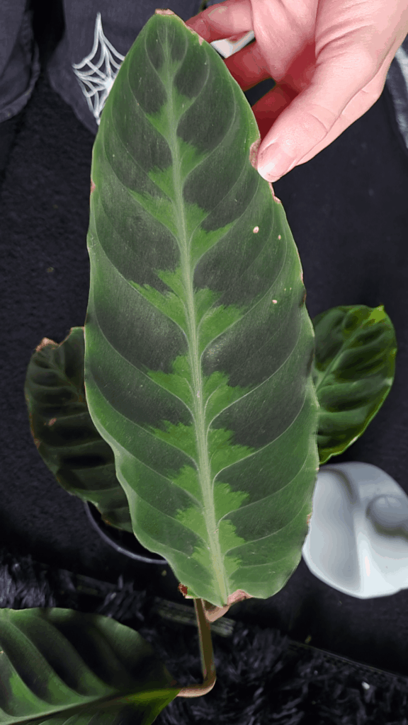 Who is this? Who is this?