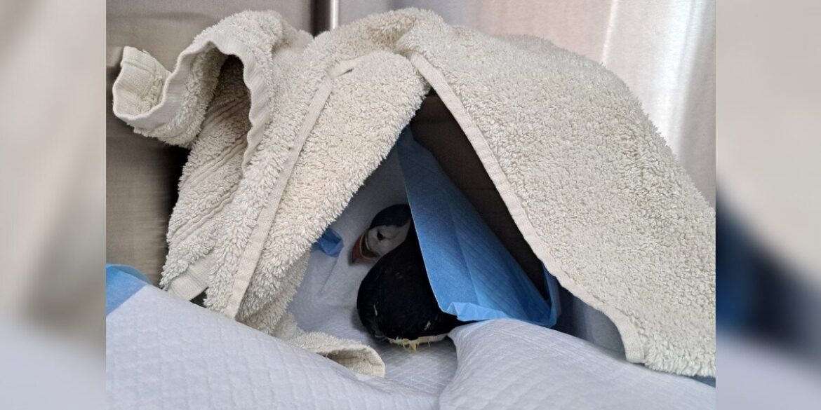 Lost Little Puffin Found Wandering In A Garden 110 Miles From Home