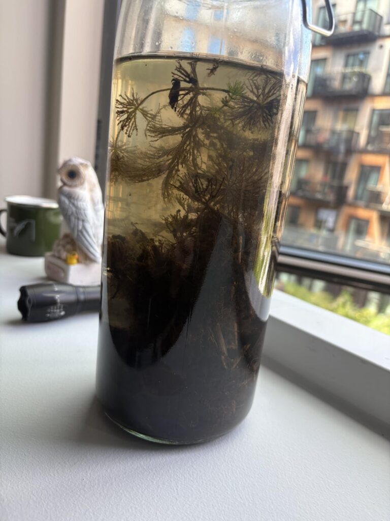 To much plant dirt and plant material? To much plant dirt and plant material?