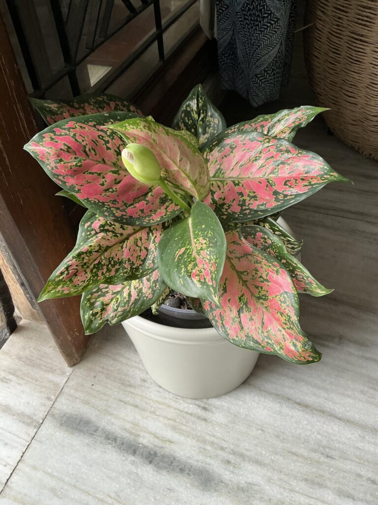 My aglaonema has suddenly tilted My aglaonema has suddenly tilted