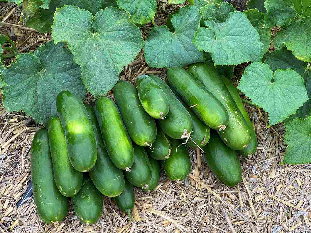 You can harvest cucumbers when they are six inches long