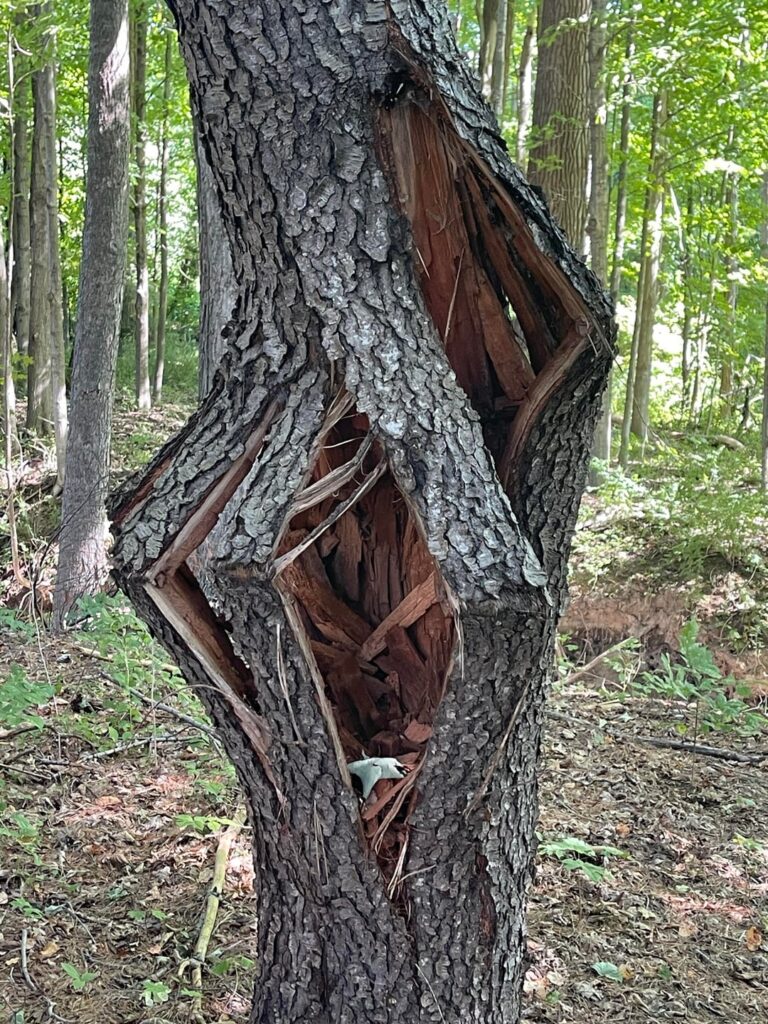 Exploding pine tree - Northwestern Connecticut