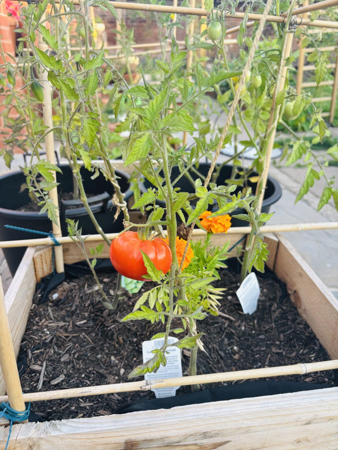 My lone beefsteak tomato 🍅. I don’t think it will give me any more.