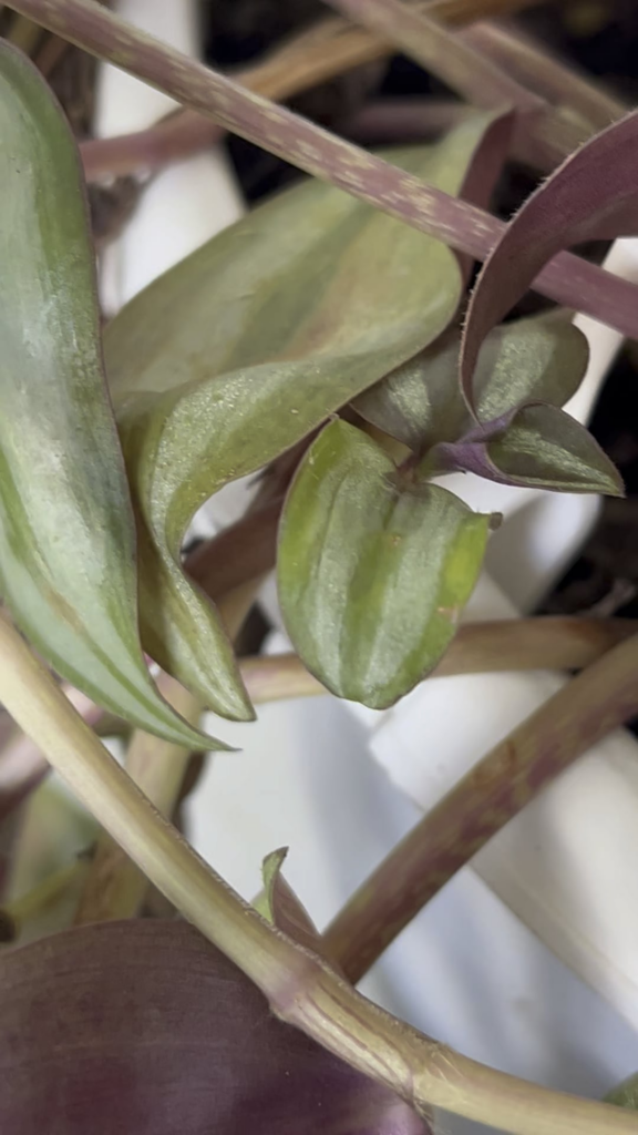 What are these? Please don’t confirm my nightmare 😖