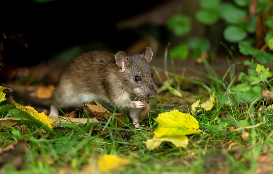 close up of a wild brown rat in autumn foraging and eating seeds in natural woodland habitat facing right horizontal copy space scientific name rattus norvegicus