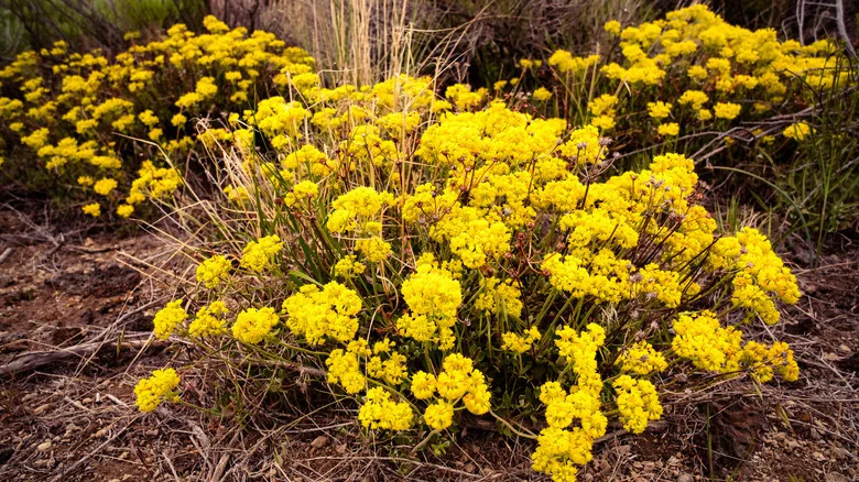 Bright yellow sulfur-flowered buckwheat blooms in a large patch.