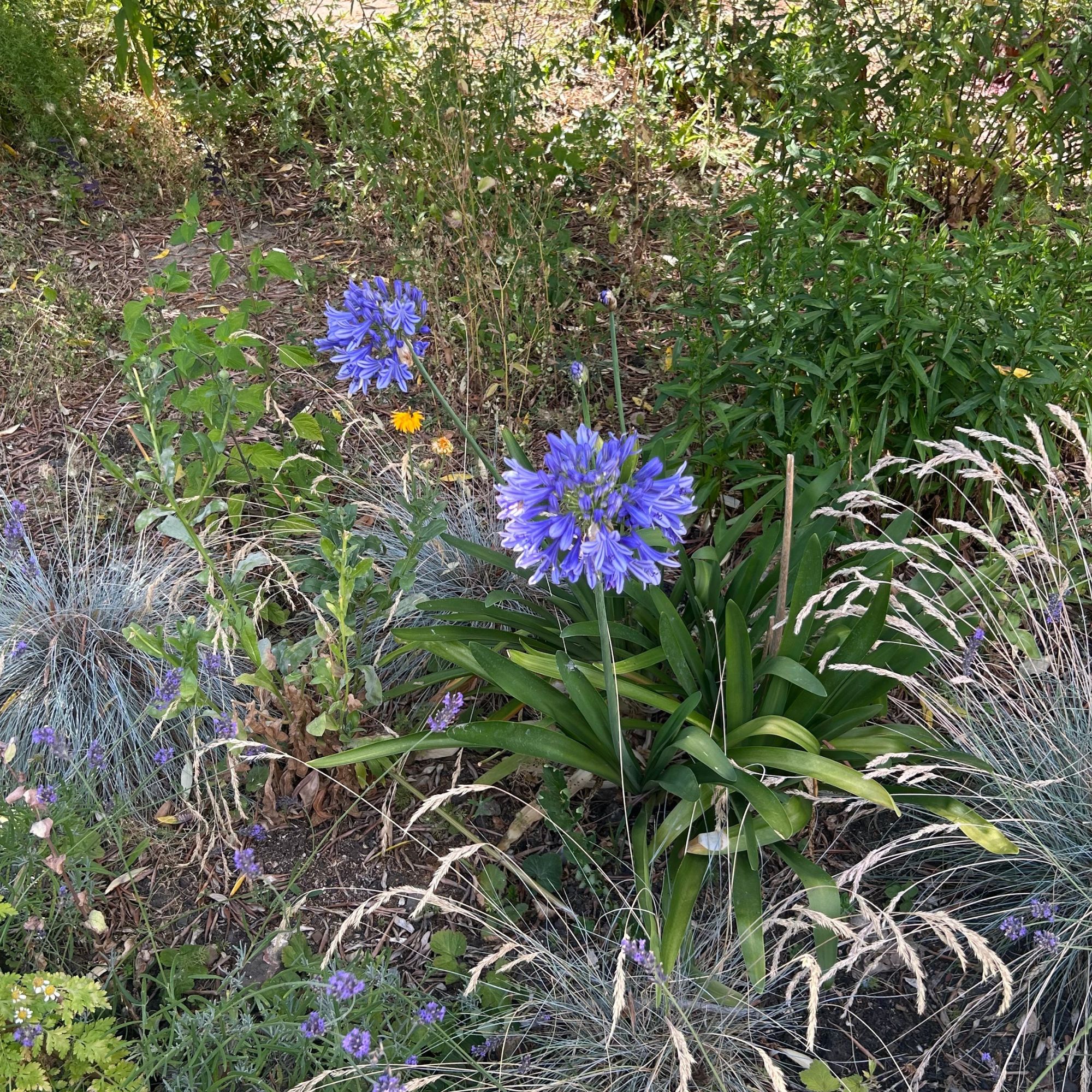 Blue flowering agapanthus