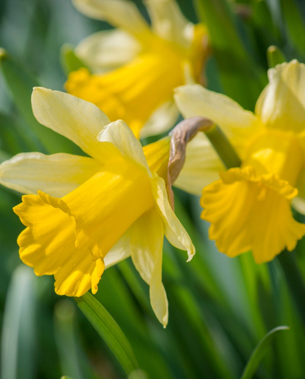 bunny resistant plants daffodil