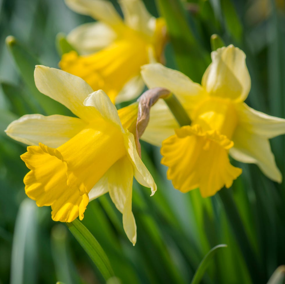 most toxic plants daffodil trio