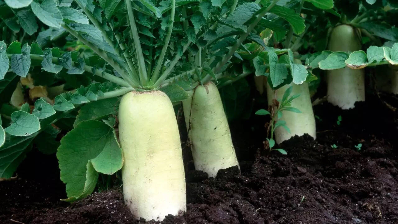 Daikon radishes