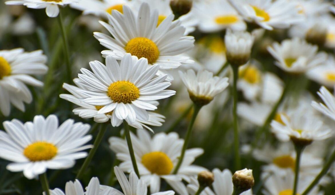 Gardening with Pat Duke: Second sowings, blooming buds