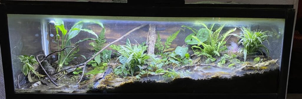 56 gallon millipede vivarium