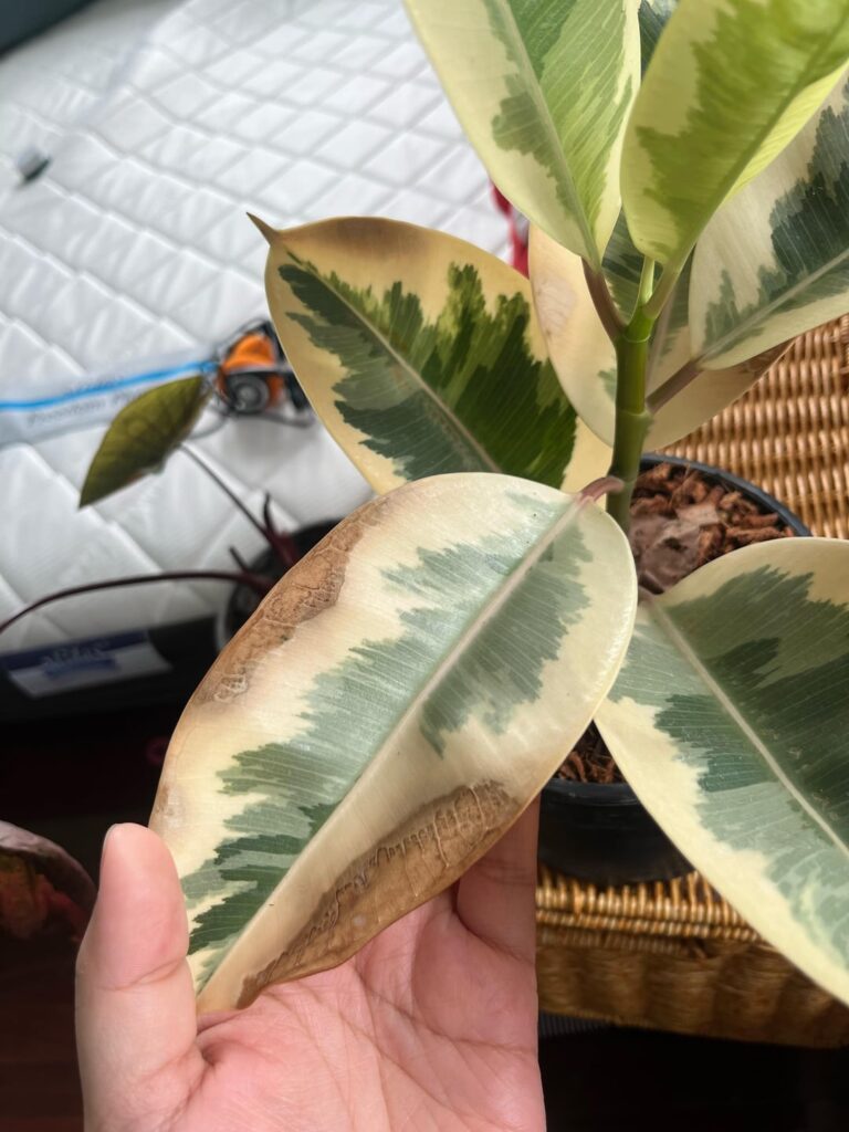 Why it keeps turning brown