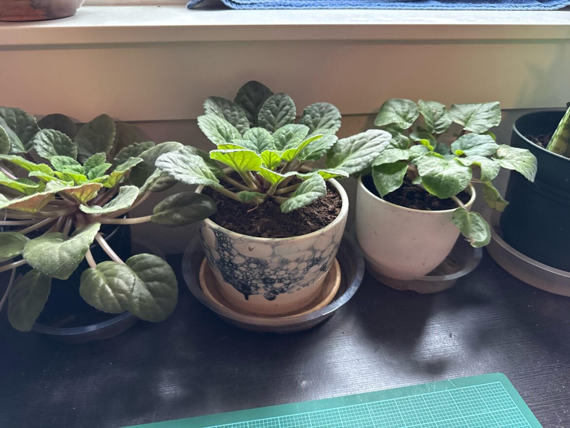 Over potted