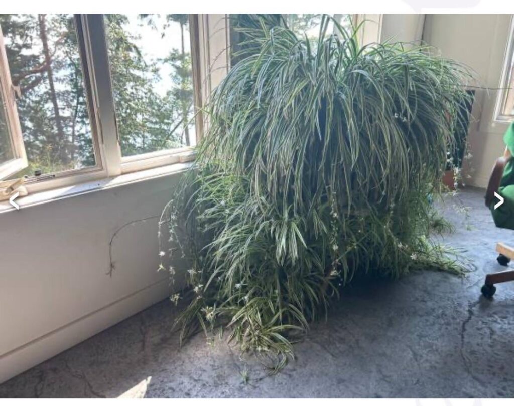 Hope this is allowed because I thought everyone would appreciate it. Found on Craigslist (WA)