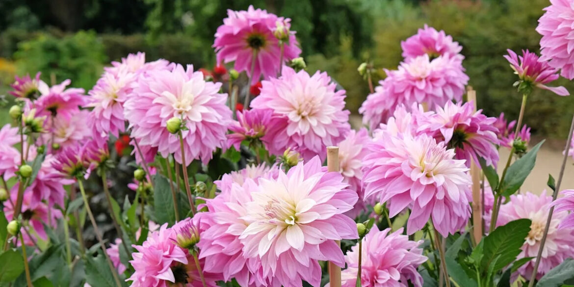 6 gardening chores you should never skip in August