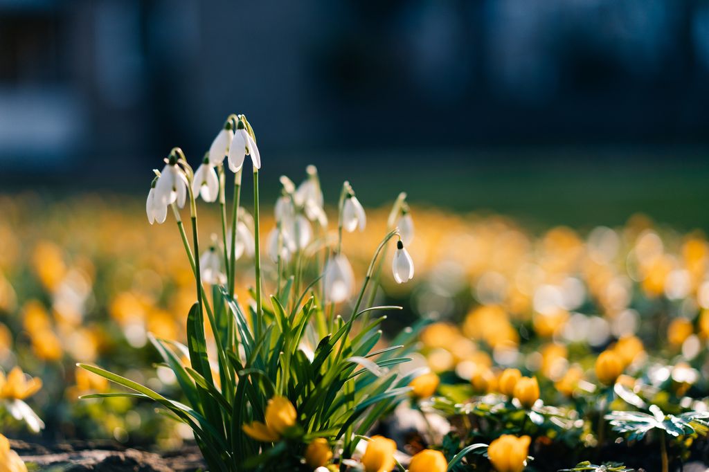 Snowdrops can bloom from as early as January