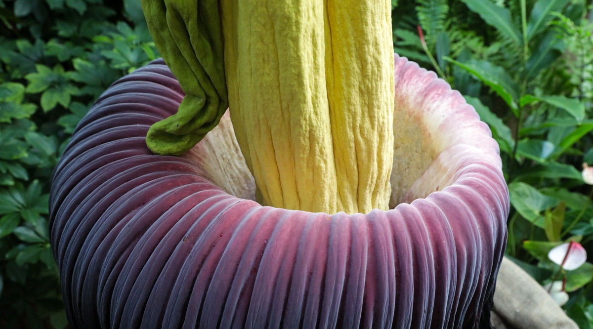 Amorphophallus titanum. Photo: PAP/Tomasz Gzell
