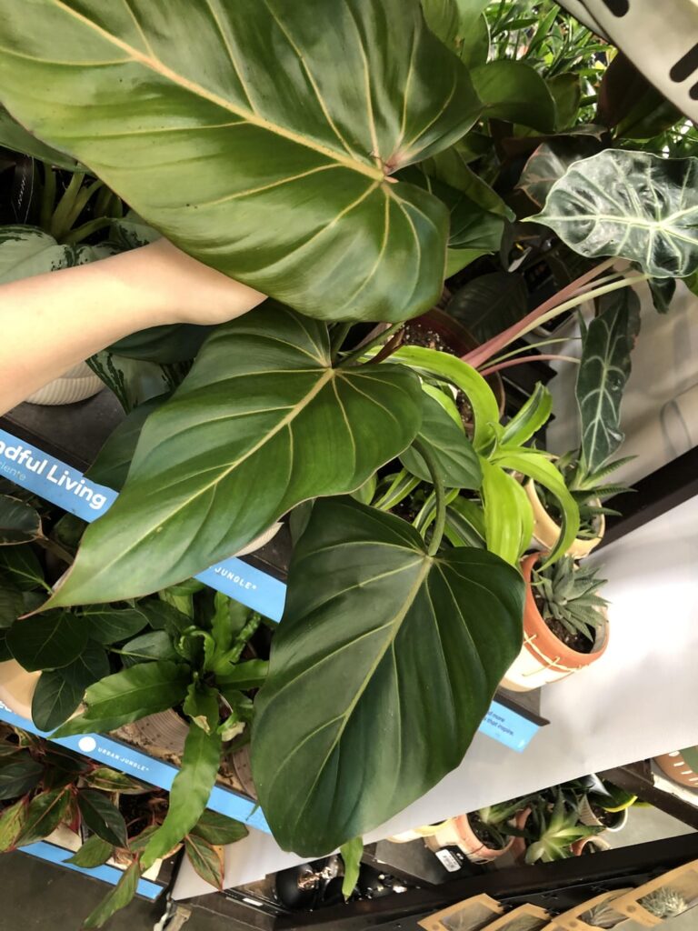 Plant ID? McDowell?
