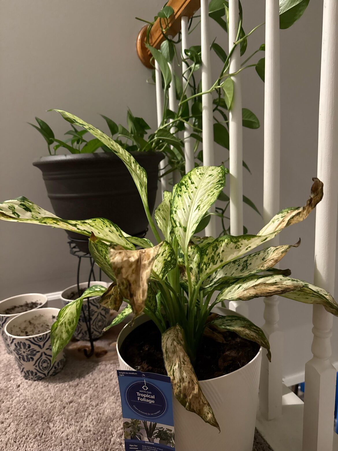 Daffy, my Dieffenbachia plant is dying? Or sick, help! Daffy, my Dieffenbachia plant is dying? Or sick, help!