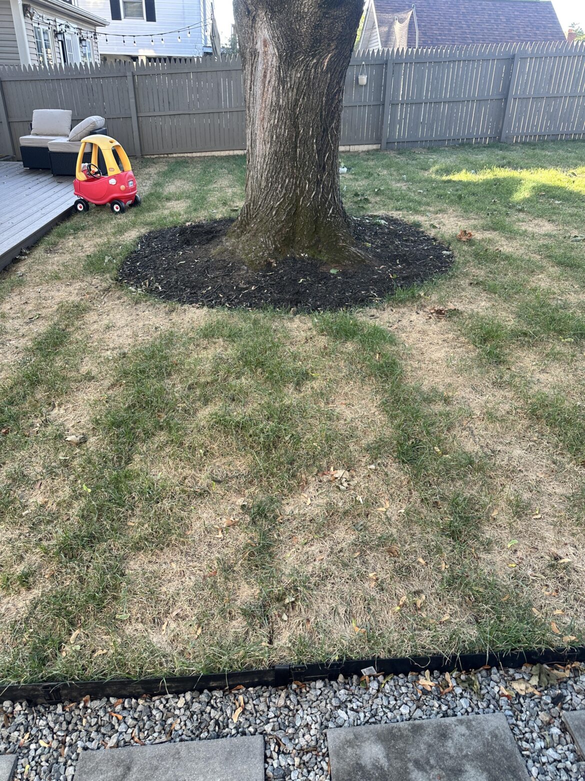 Grass only growing edges of sod. Northeast US Grass only growing edges of sod. Northeast US