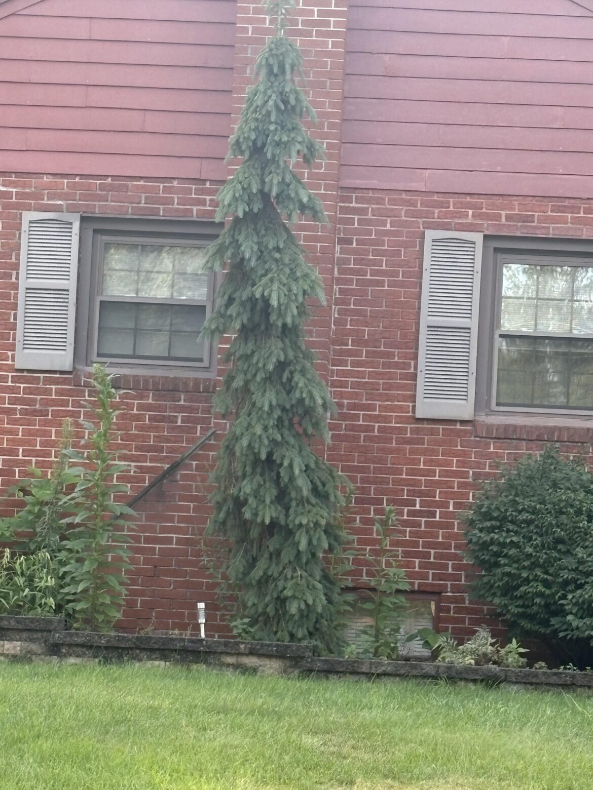 Looking for an id. Chat GPT says weepy Norway spruce