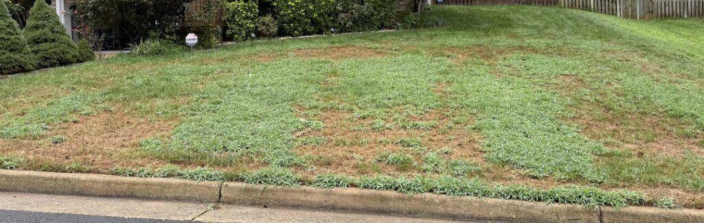 TRUGREEN messed up my lawn
