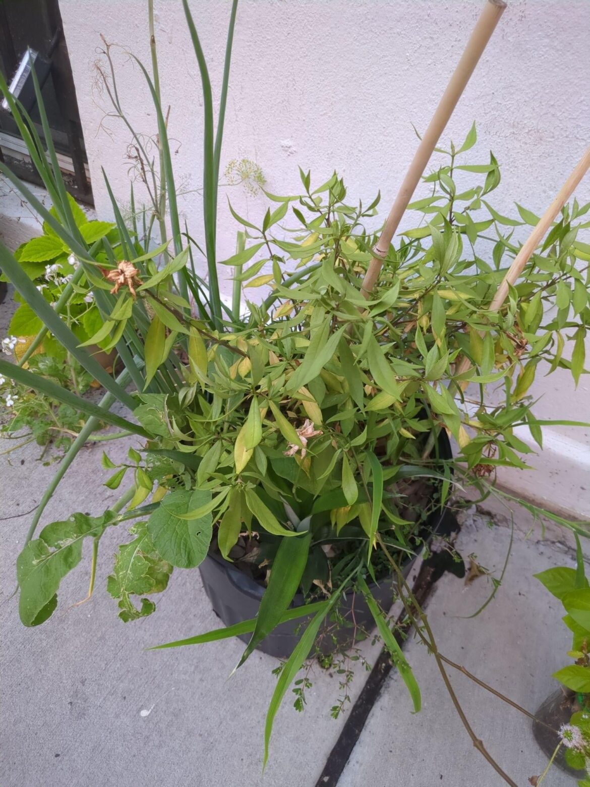 Gardenia not looking good