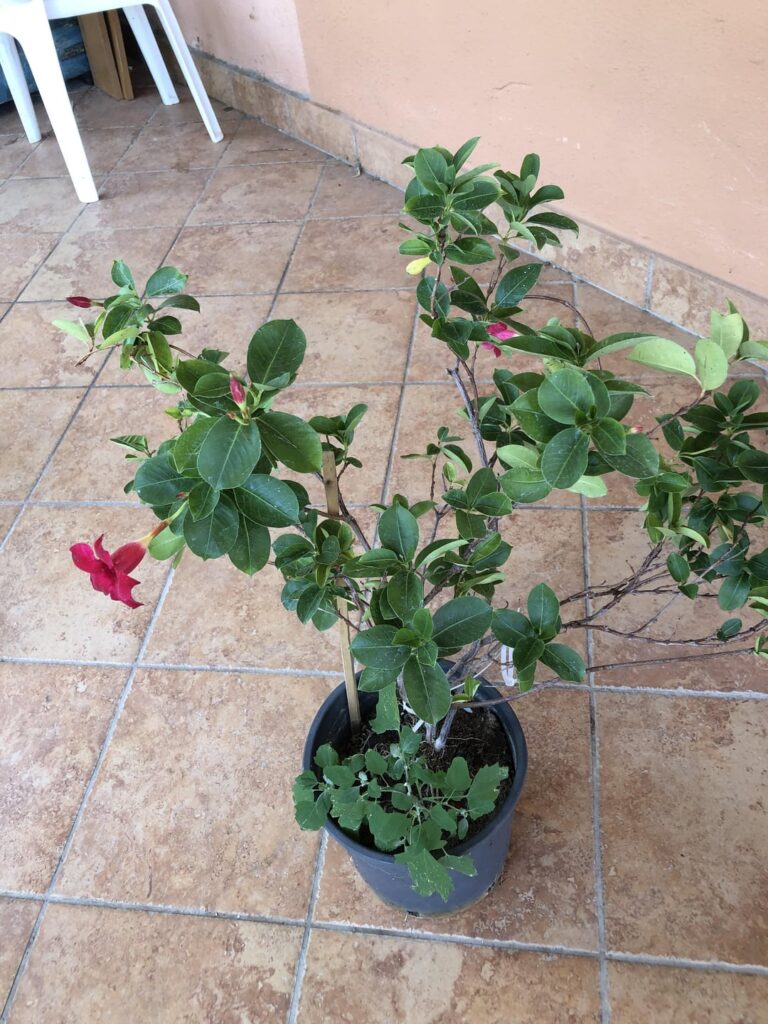 Can I transplant plant this in the ground?