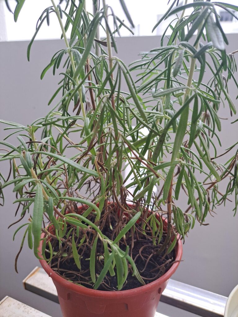 What's wrong with my rosemary?!