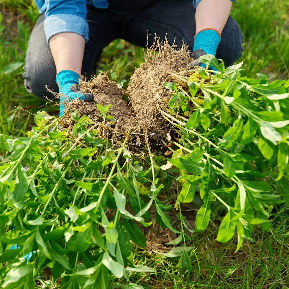 dividing perennials