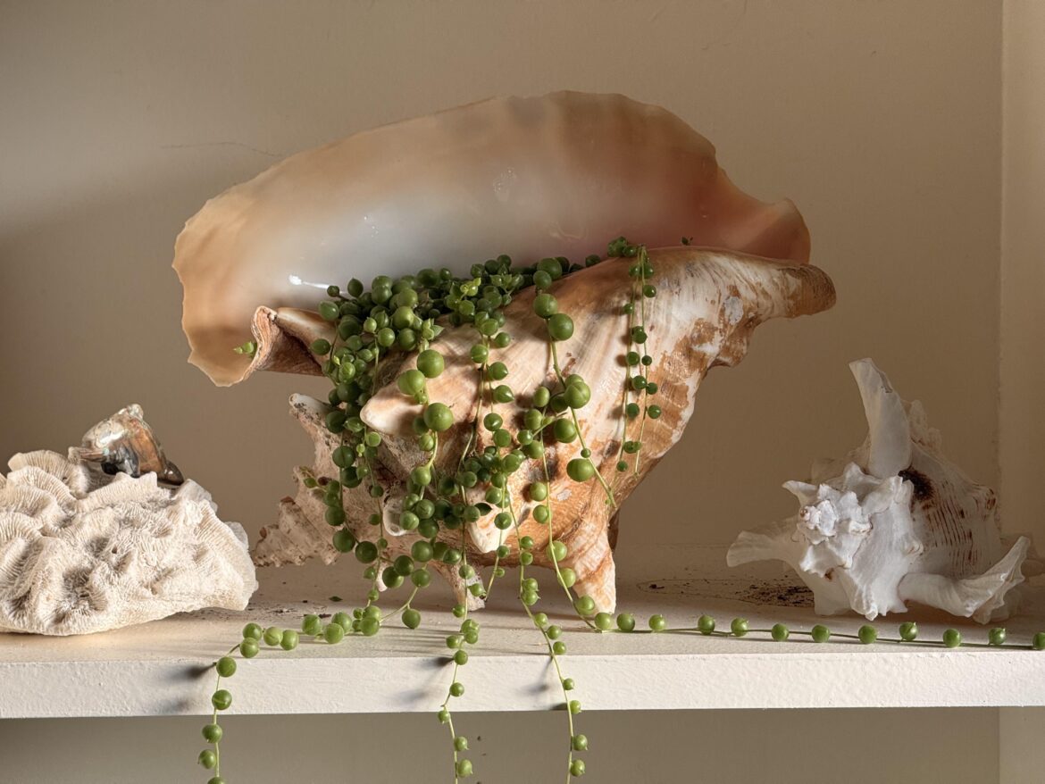 Favorite new way to pot string of pearls