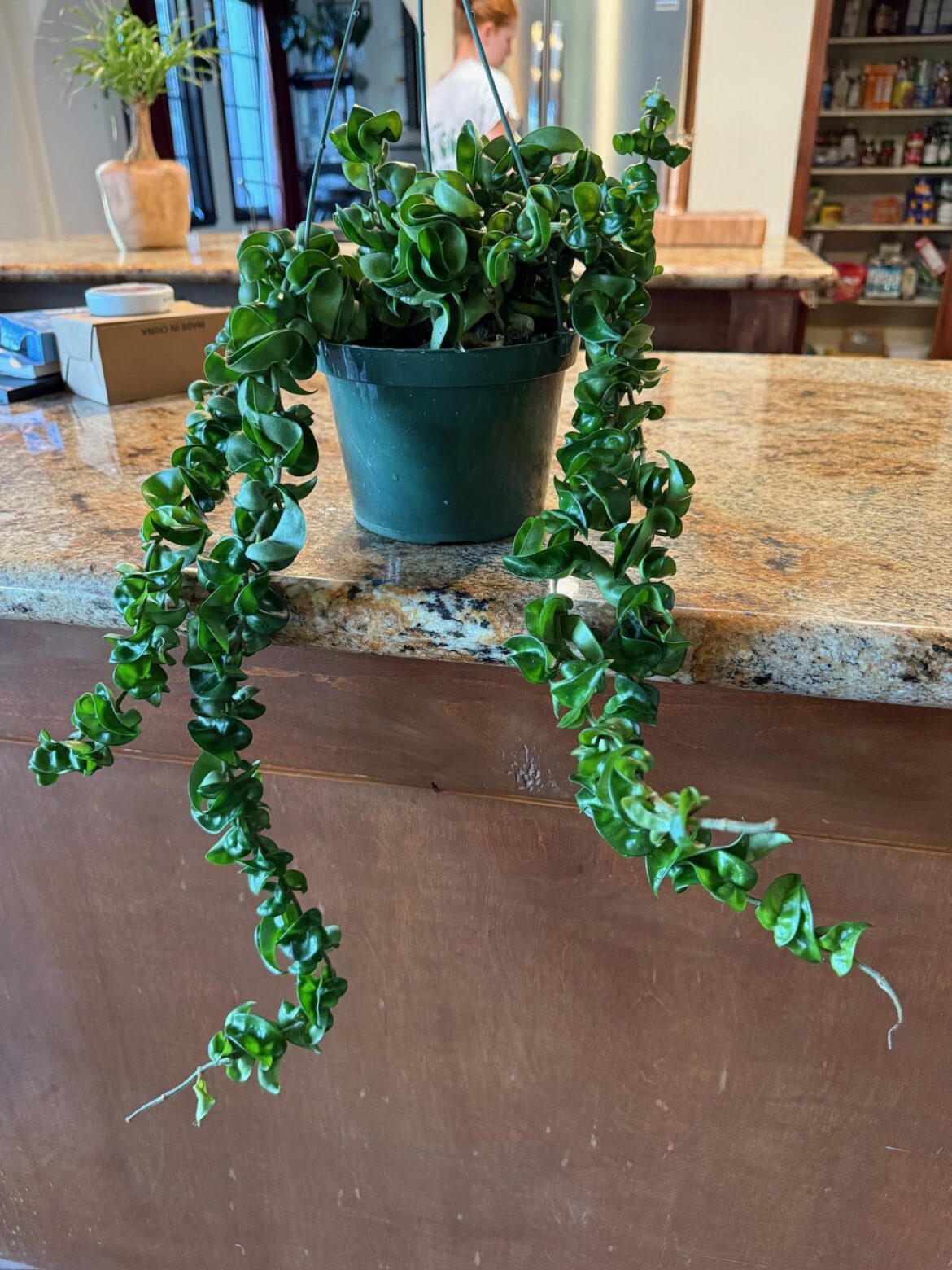 Bought another plant from Plant Vault