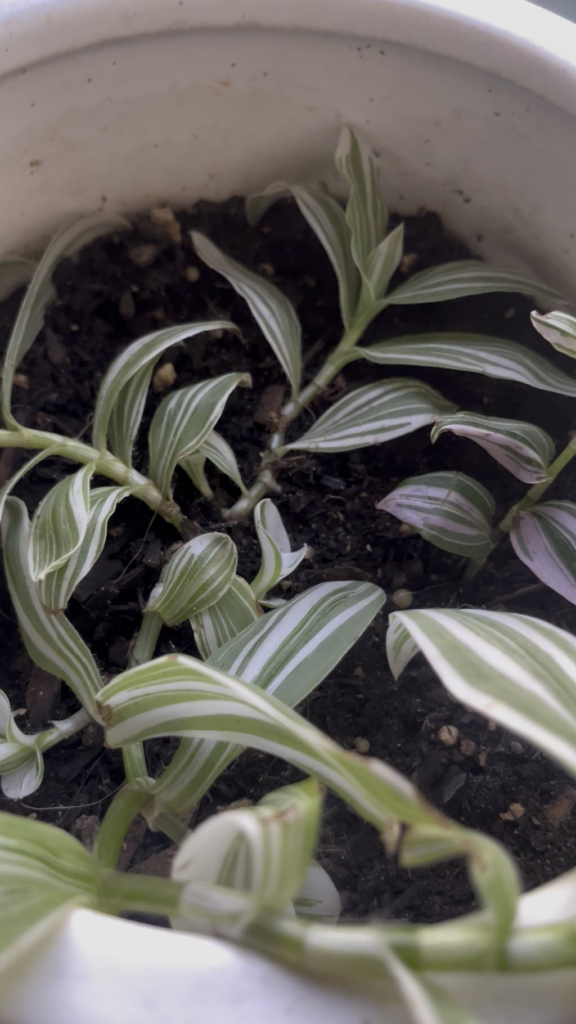 Anyone know what these little guys are? Anyone know what these little guys are?