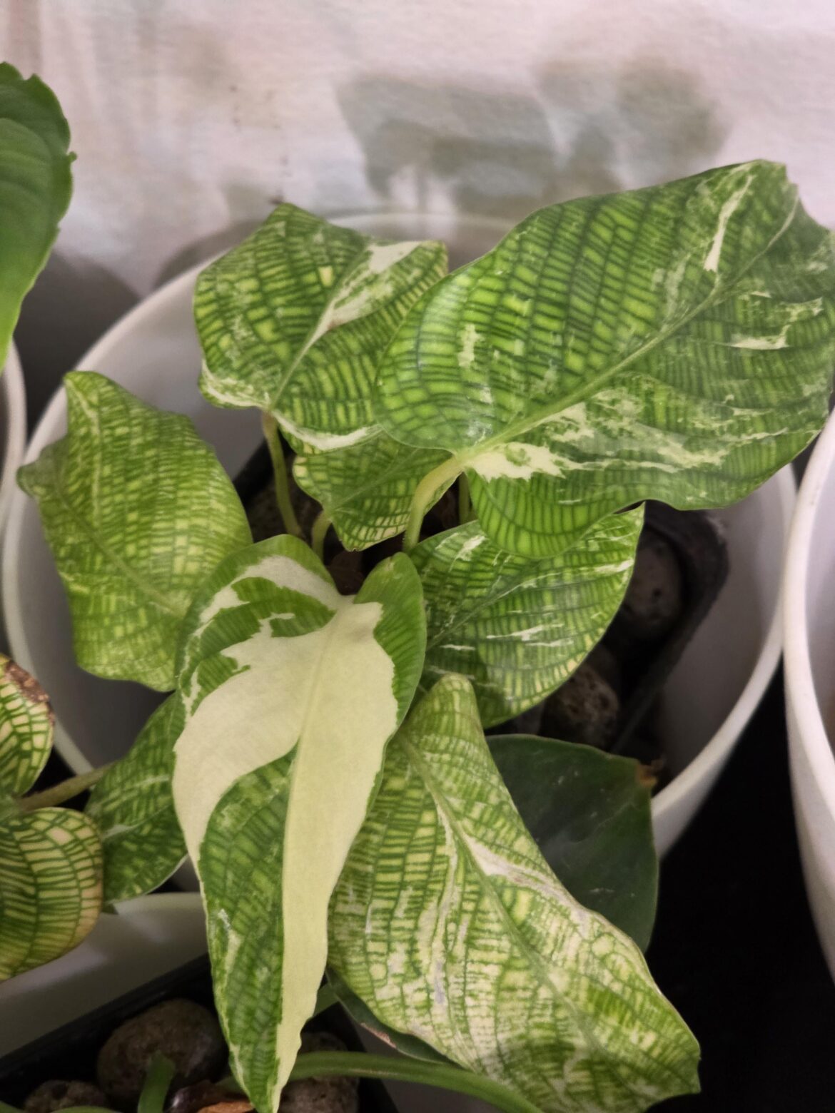Was hiding behind some plants 😍 this newest leaf though!