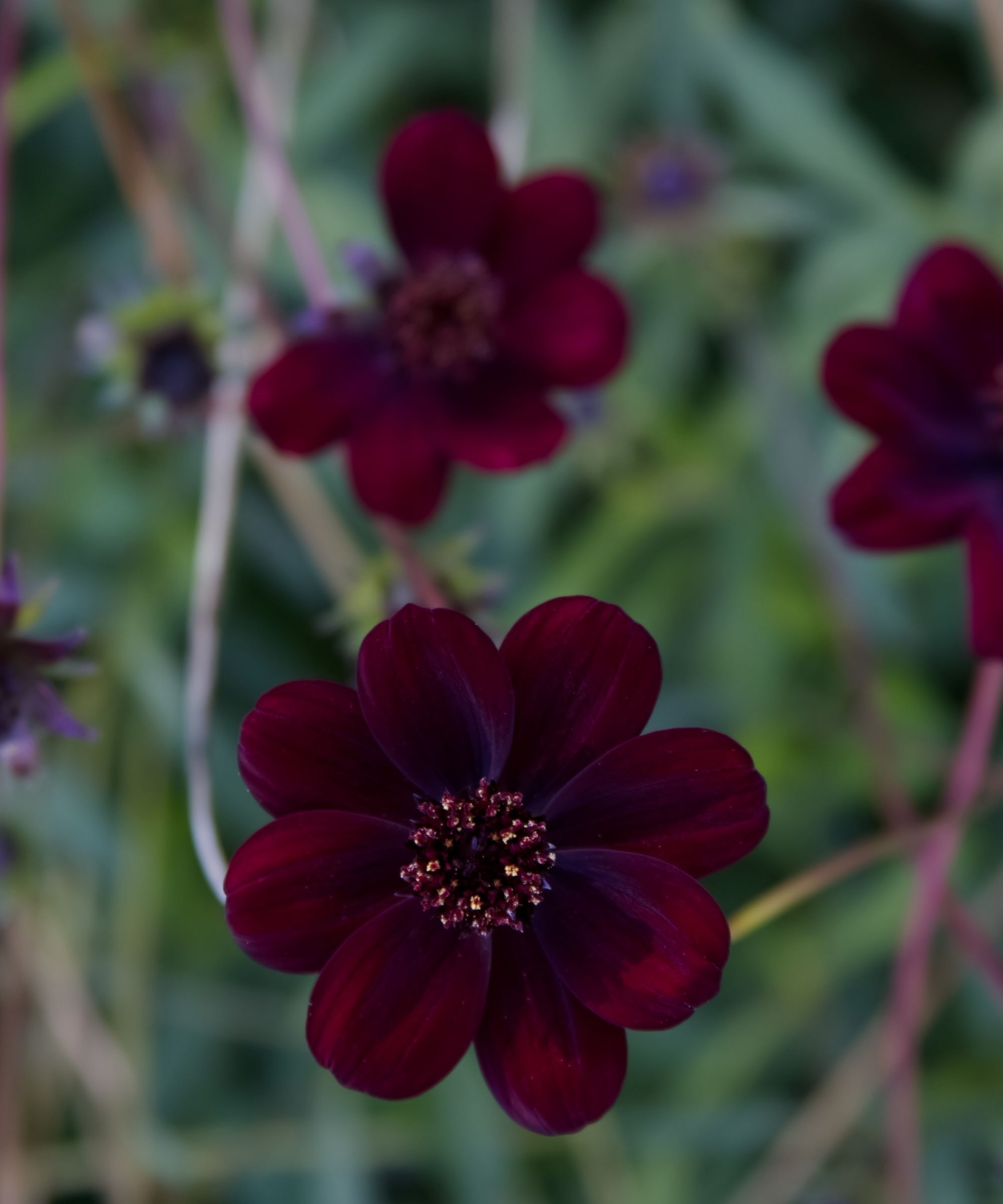 Chocolate cosmos