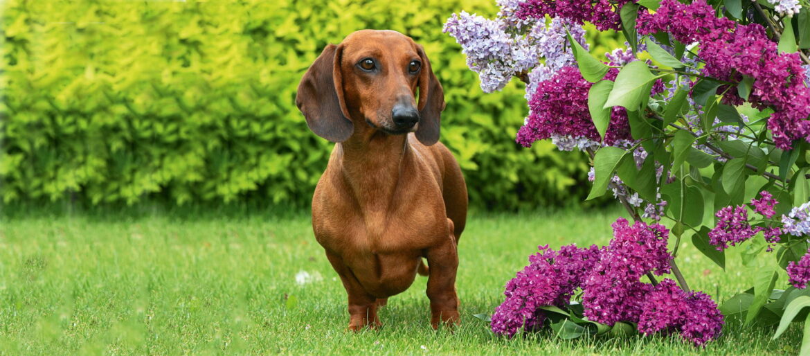 How to create a dog-friendly garden A dachshund next to purple buddleia in a garden