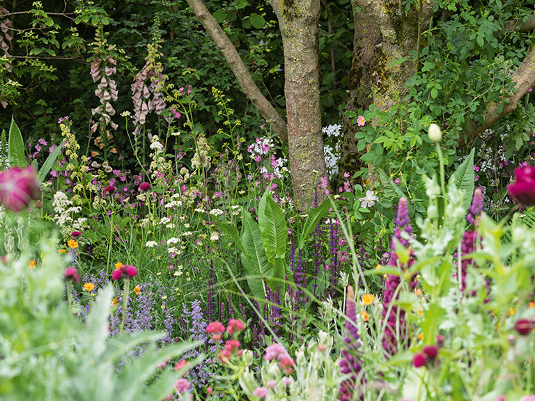 A variety of plants which are perfect for a dog friendly garden