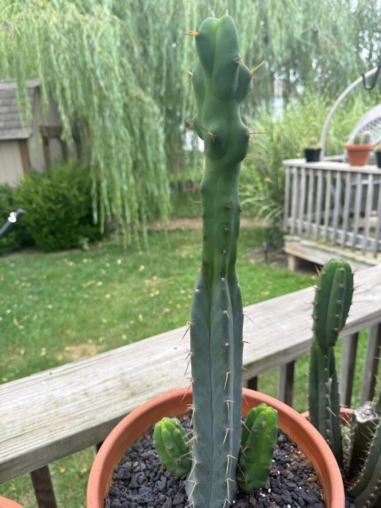 They said this was a Bridgesii? Worth $50