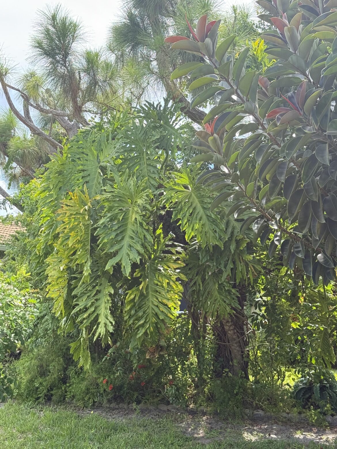 My neighbor's Thaumatophyllum is the size of a tree. Biggest one ive seen. Pic doesn't do justice