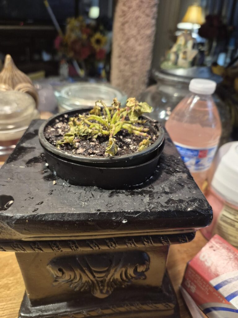 I dont know shit about plants please help my son Ferdinand the mosaic plant I dont know shit about plants please help my son Ferdinand the mosaic plant