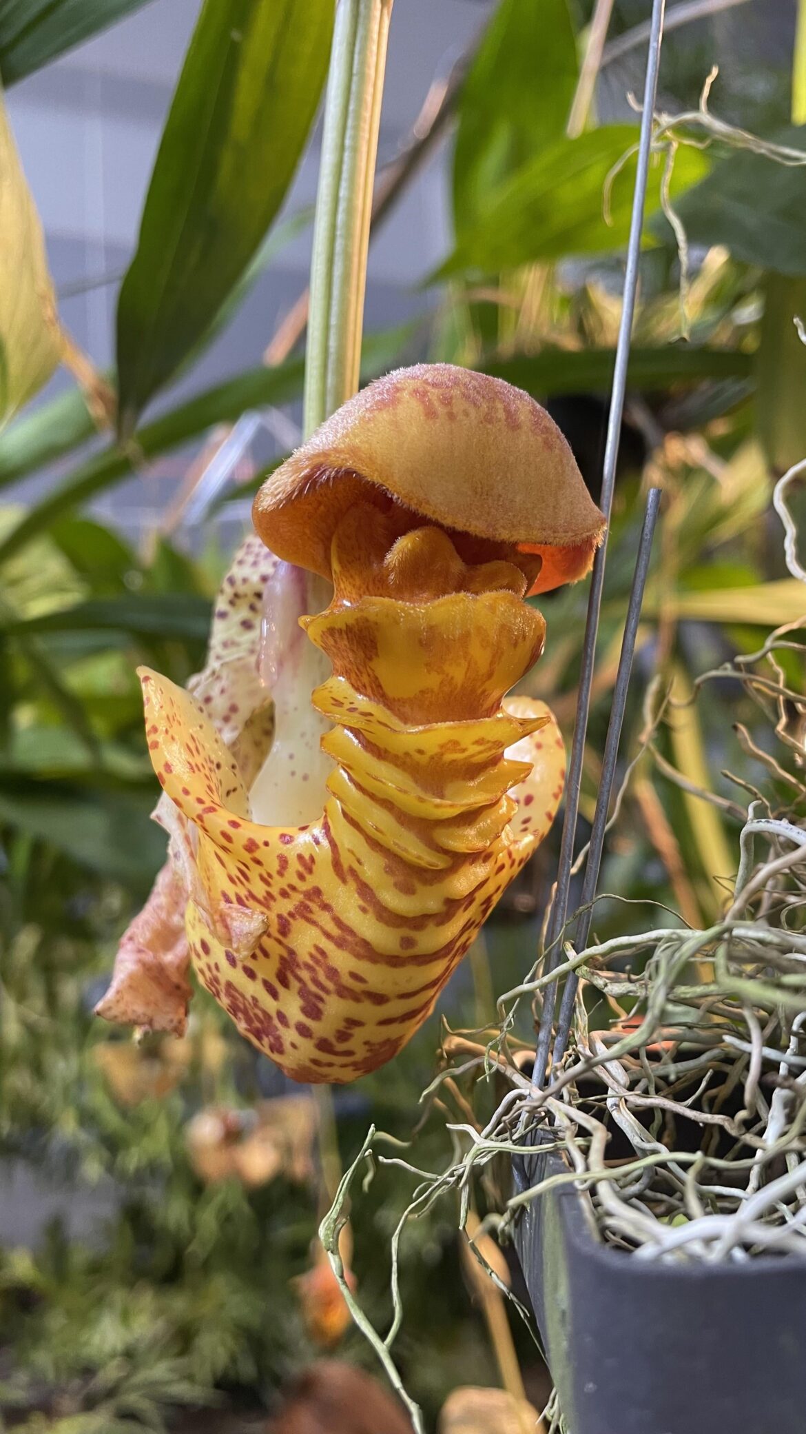 Orchid (aka alien protuberance)